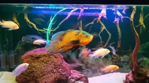 Астронотус в аквариуме. Всё об астронотусах содержание, кормление, уход и совместимость.