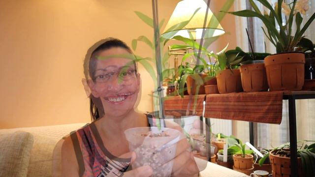 ΜΕΓΑΛΟΣ ΔΙΑΓΩΝΙΣΜΟΣ! ORCHID GIVEAWAY. Dendrobium nobile akatsuki keikis смотреть онлайн