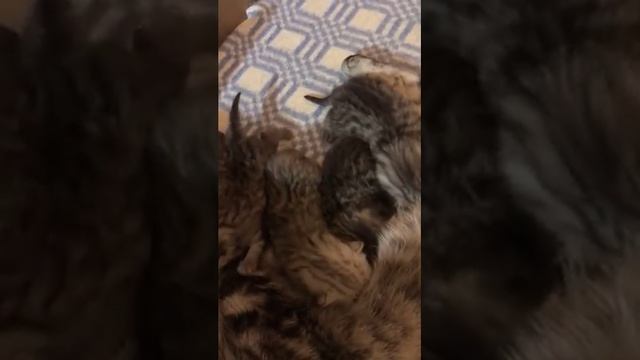Что умеют котята в 10 дней! смотреть онлайн