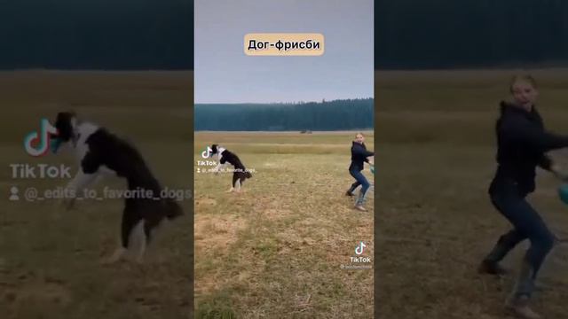 Бордель колли 🍄💗#врек #хочуврек смотреть онлайн