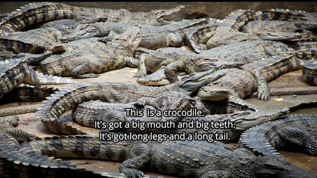 It's Got... Simple Animal Descriptions & Listenig Activity