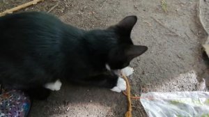 ПРИРУЧАЕМ ДИКОГО КОТЕНКА. Без кота и жизнь не та.