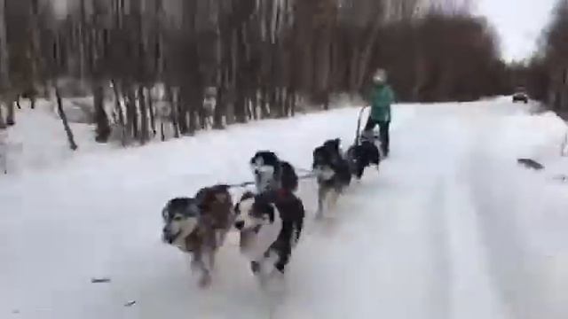 Собачьи Упряжки смотреть онлайн