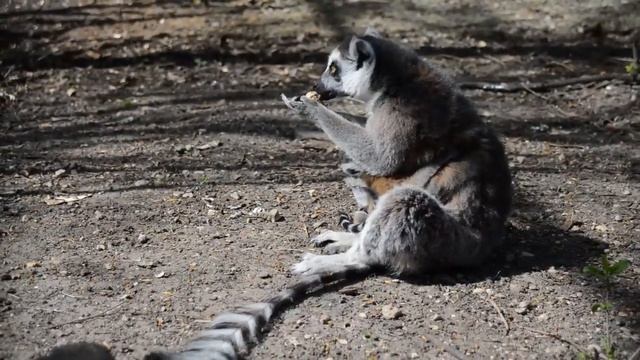 Кошачий лемур в Тайгане! Факты о лемурах смотреть онлайн