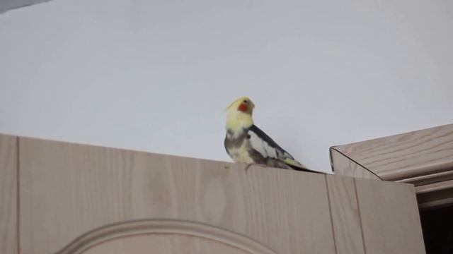 Корелла, самец поет. смотреть онлайн