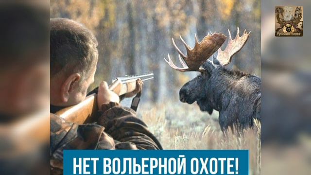 Депутаты соберут подписи против закона о вольерной охоте. смотреть онлайн