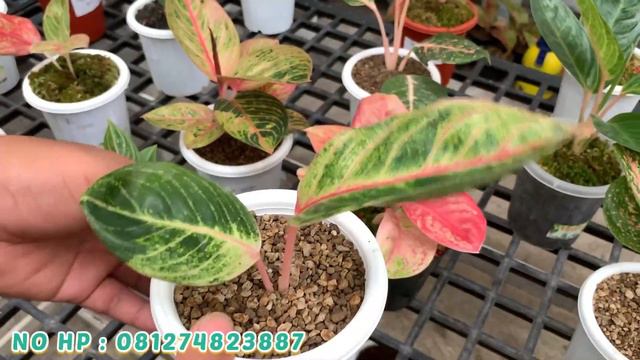 FULL BABY AGLAONEMA KOLEKSIAN NIH ‼️ LANGSUNG SIKAT BOSKU ‼️ смотреть онлайн