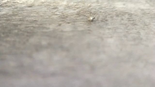 ГАЙД КАК ОТОМСТИТЬ КОМАРУ / БЫСТРО, УДОБНО, БЕЗ РЕГИСТРАЦИИ, ОНЛАЙН, СМС, И РЕКЛАМЫ!!!!! смотреть онлайн