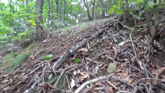 능이버섯 산행 (Searching for Sarcodon imbricatus) _ 종야 смотреть онлайн