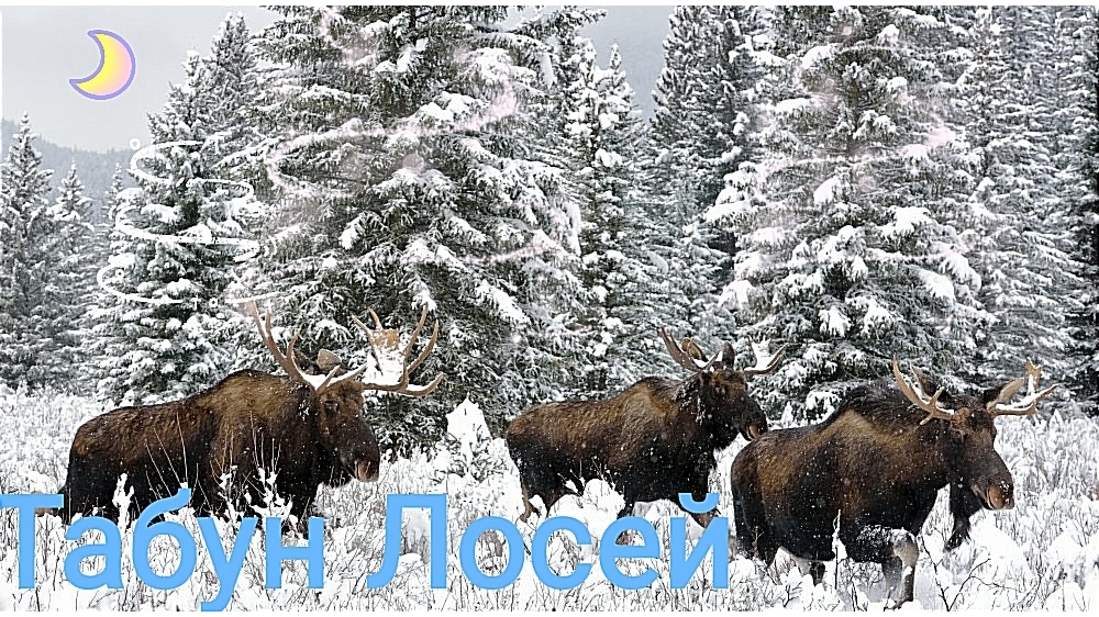 Табун Лосей и Брошенная техника в глухом лесу. смотреть онлайн