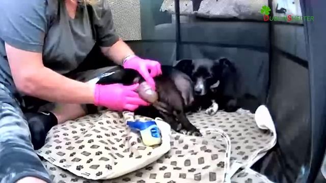 Helping Pregnant Mama Dog Give Birth Cute Puppies смотреть онлайн