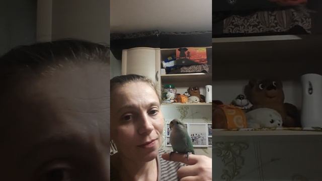 Неразлучник ручной розовощекий бирюзовый. смотреть онлайн