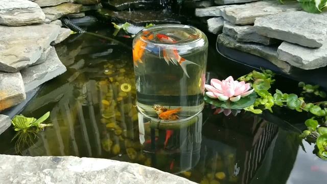 SPECIES PROFILE│SHUBUNKIN GOLDFISH│ смотреть онлайн