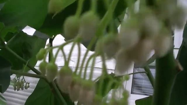 Цифомандра, Томатное дерево, Тамарилло. смотреть онлайн