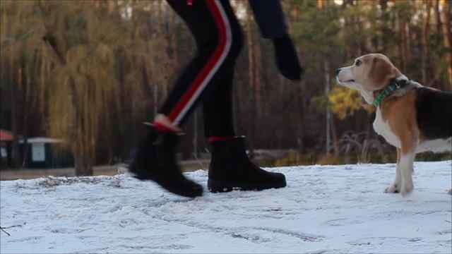 Как научить собаку команде назад | Секретный способ смотреть онлайн