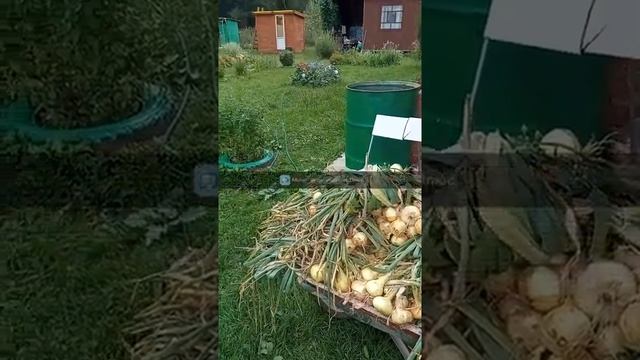 Урожай лука и чеснока 24.07.2021 смотреть онлайн