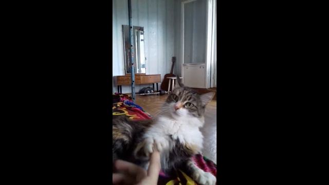Кошка играет с человеком. Резкий зверь. Маленький Лев. Приколы. Cats смотреть онлайн