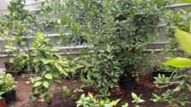 В гости к орхидеям и экзотическим растениям. Экскурсия по Ботаническому саду ЛГУ им. А.С.Пушкина смотреть онлайн