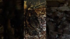 Пение и танец козодоя