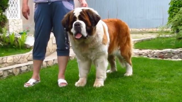Сенбернар Афина катается на собственном авто Huge St. Bernard SKAZKA VOSTOKA AFINA drives a car смотреть онлайн