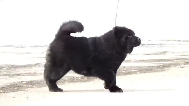Смуф девочка смотреть онлайн