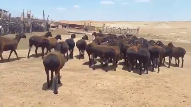 Супер гиссарские овцы переярки 100голов по 110000,Сарыагаш,Шенгелди, +7 7751917496-Бексултан. смотреть онлайн
