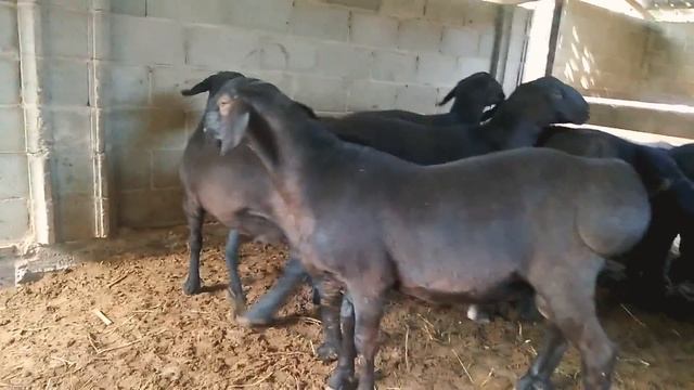 Элитные гиссарские Кочкоры (баранчики) смотреть онлайн