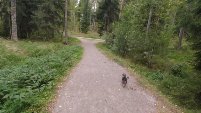 Как я гуляю с собакой. смотреть онлайн