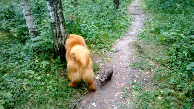 Злобный хорек напал на собаку =) смотреть онлайн