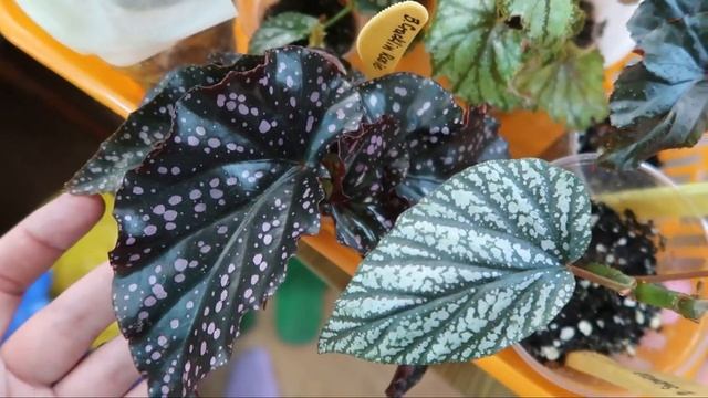 Обустройство цветочной комнаты /Сажаю, расставляю комнатные растения/Мои бегонии кейн, Монстера,Хой смотреть онлайн