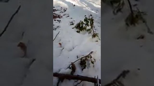 аккумуляторный секатор с Алиэкспресс смотреть онлайн