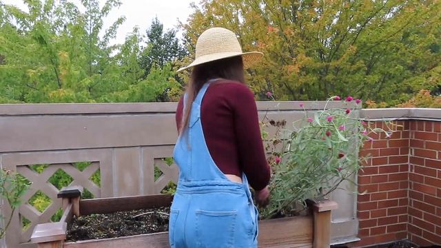 Harvesting & Drying Gomphrena | Container Gardening