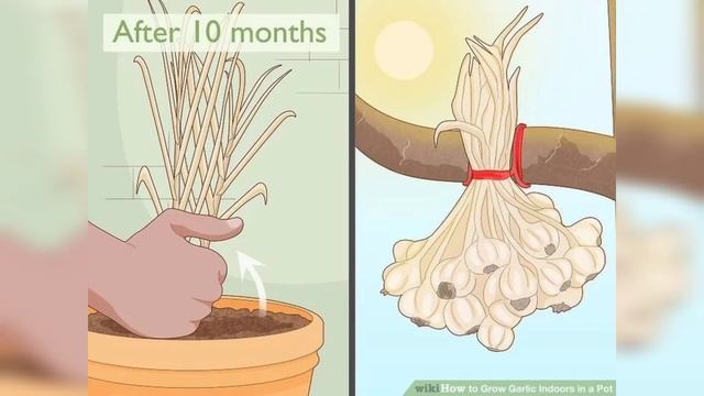 Garlic Planting Mistakes | How to Grow Garlic At Home in Plant Pot | Home Gardening. смотреть онлайн