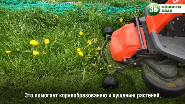 Зачем стригут газон? смотреть онлайн