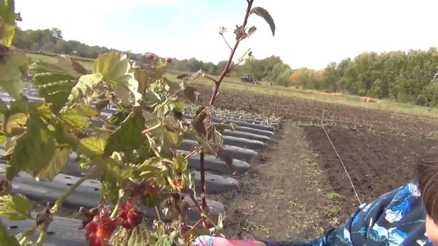 Покупка саженцев малины . смотреть онлайн