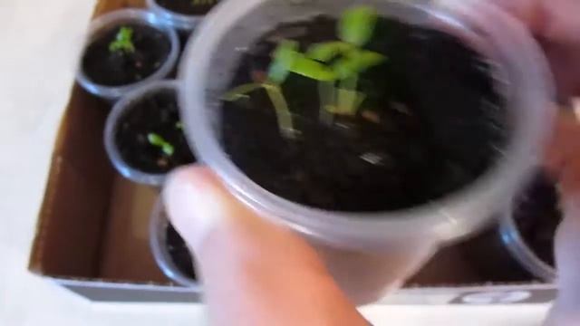 Как посадить шелковицу из семян (2 часть) смотреть онлайн