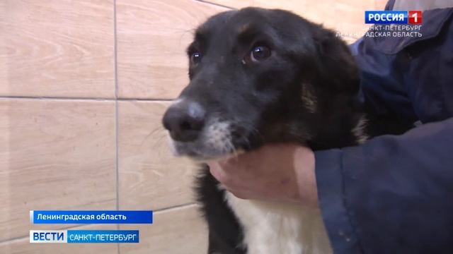 В Ленинградской области заработал Центр временного содержания бездомных животных смотреть онлайн