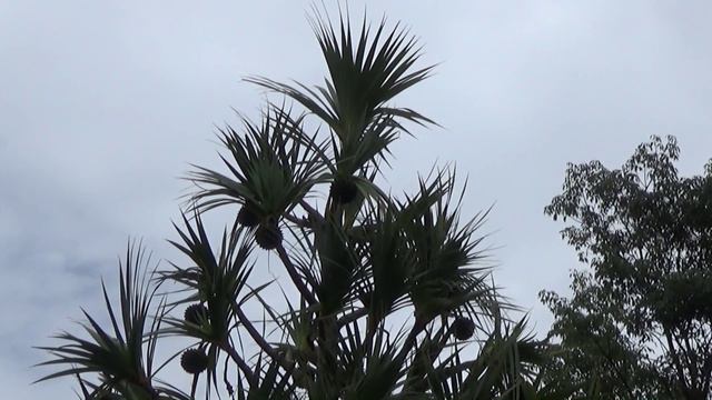Você sabia ? # 89 - O Pândano ou Pandanus смотреть онлайн