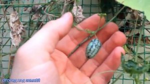 МЕЛОТРИЯ ШЕРШАВАЯ АФРИКАНСКИЙ ОГУРЕЦ/СОБИРАЕМ УРОЖАЙ.