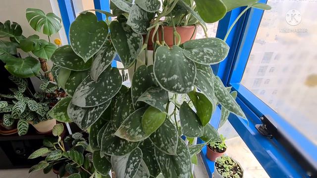 Scindapsus Pictus | Silvery Ann