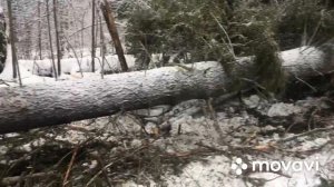 Чокеровка и трелевка леса. ТдТ-55.