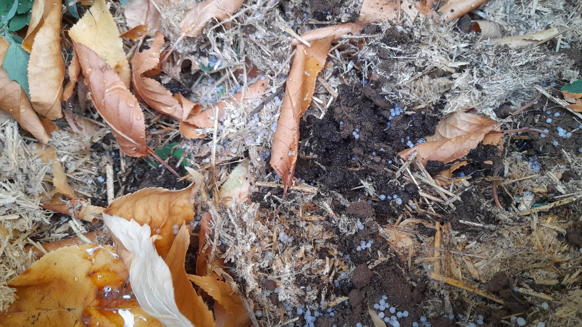 БЫСТРЫЙ КОМПОСТ - ЛУЧШЕ НАВОЗА. Расскажу как я его делаю смотреть онлайн