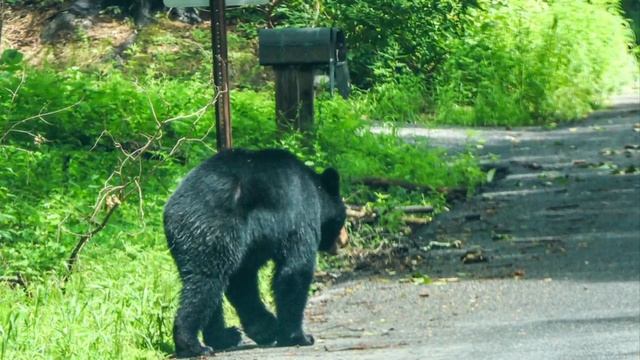 Black bears in the backyard: Why they’re everywhere, and what to do смотреть онлайн