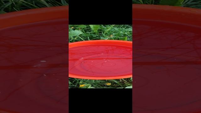 Растет всё как на дрожжах! смотреть онлайн