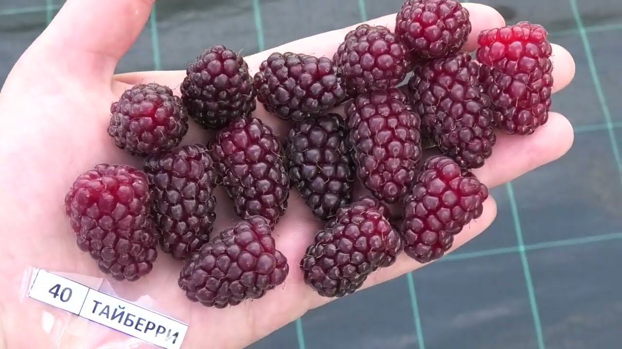 ТАЙБЕРРИ сорт ежемалины рабочая лошадка смотреть онлайн