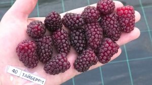 ТАЙБЕРРИ сорт ежемалины рабочая лошадка