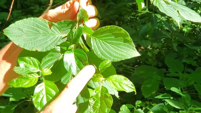 Cornus alternifolia - pagoda dogwood смотреть онлайн