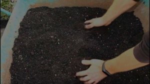 ГРУНТ ДЛЯ ЦИТРУСОВЫХ МОЙ ЛУЧШИЙ СОСТАВ