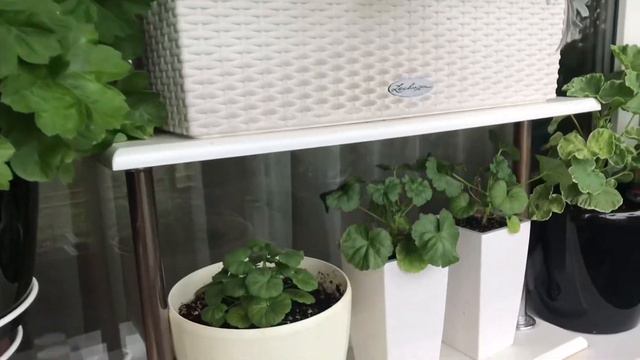 Растения на балконе в августе 🌻 смотреть онлайн