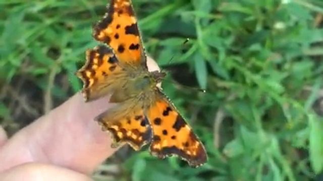 Крапивница (Aglais urticae) смотреть онлайн